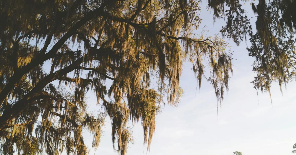 Downtown Kingstree, SC, SC