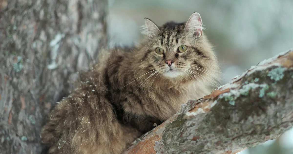 Downtown Koshkonong, WI, WI