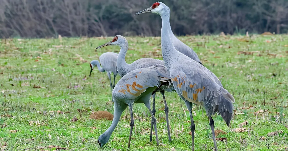 Downtown La Grulla, TX, TX