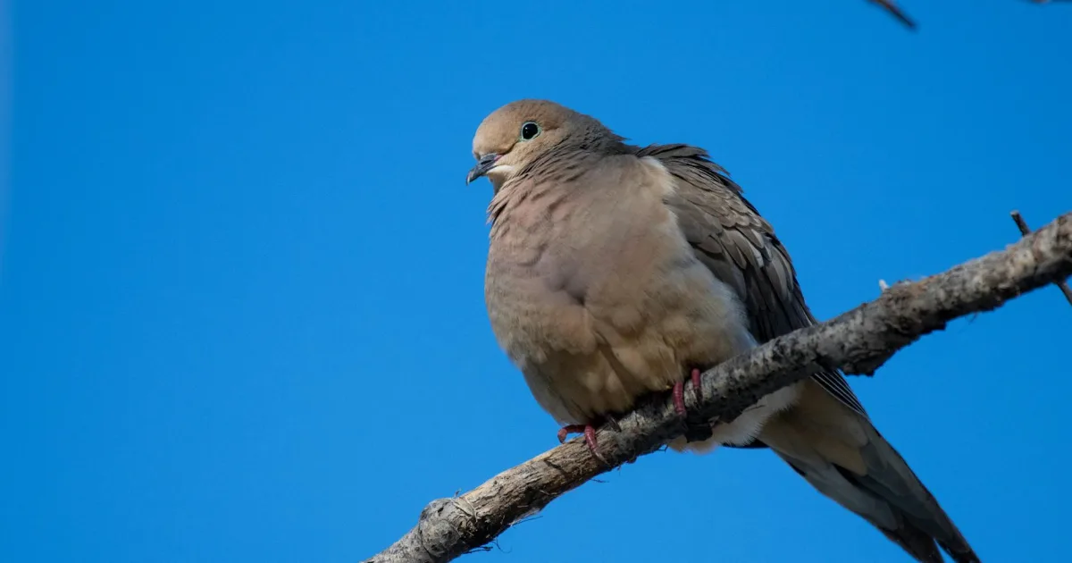 Downtown La Paloma, TX, TX