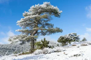 Downtown La Pine, OR, OR