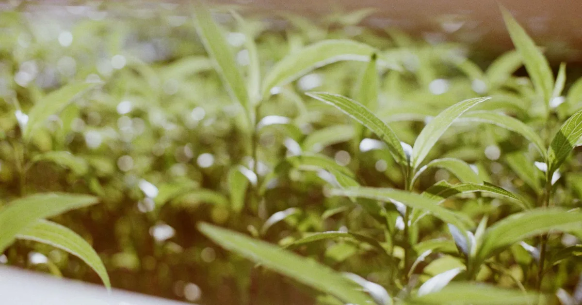 Downtown Lagro, IN, IN