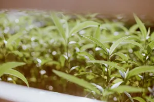 Downtown Lagro, IN, IN