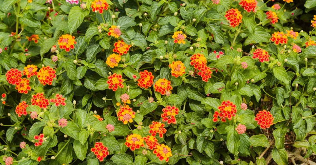 Downtown Lantana, TX, TX