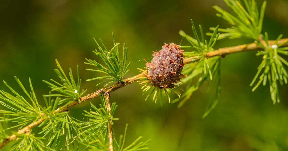 Downtown Larch Way, WA, WA