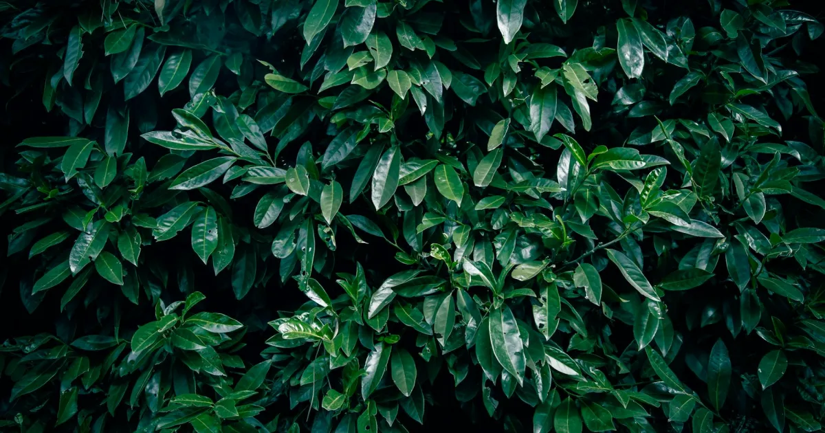 Downtown Laurel, FL, FL