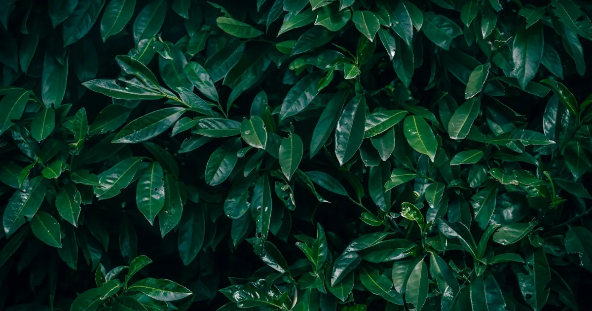 Downtown Laurel, OH, OH