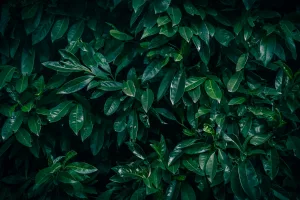 Downtown Laurel, OH, OH