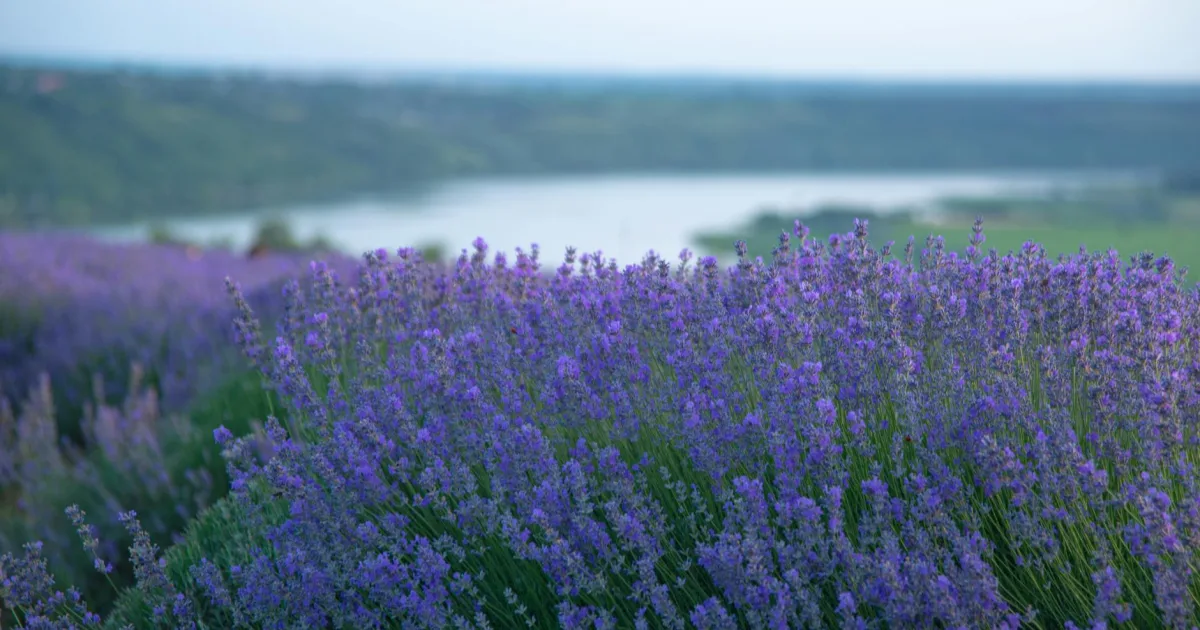 Downtown Laveen, AZ, AZ