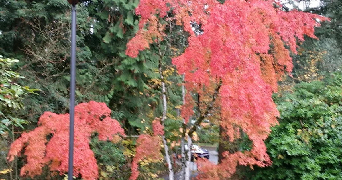 Downtown Lea Hill, WA, WA