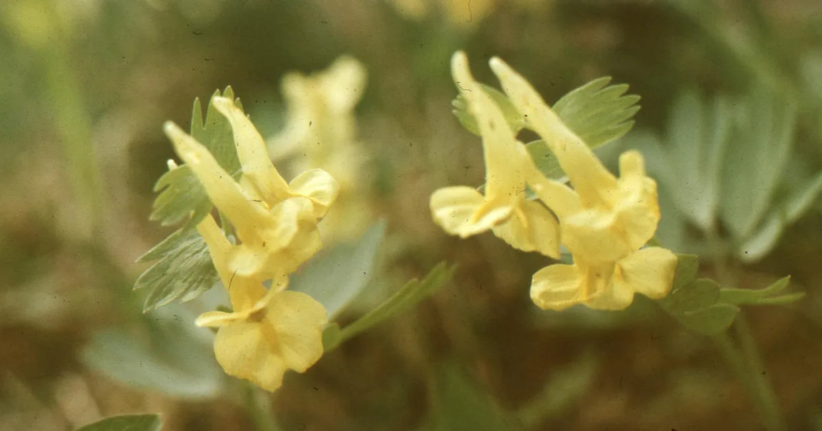 Downtown Lempster, NH, NH