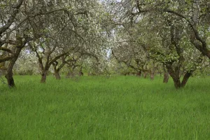 Lewiston Orchards, ID