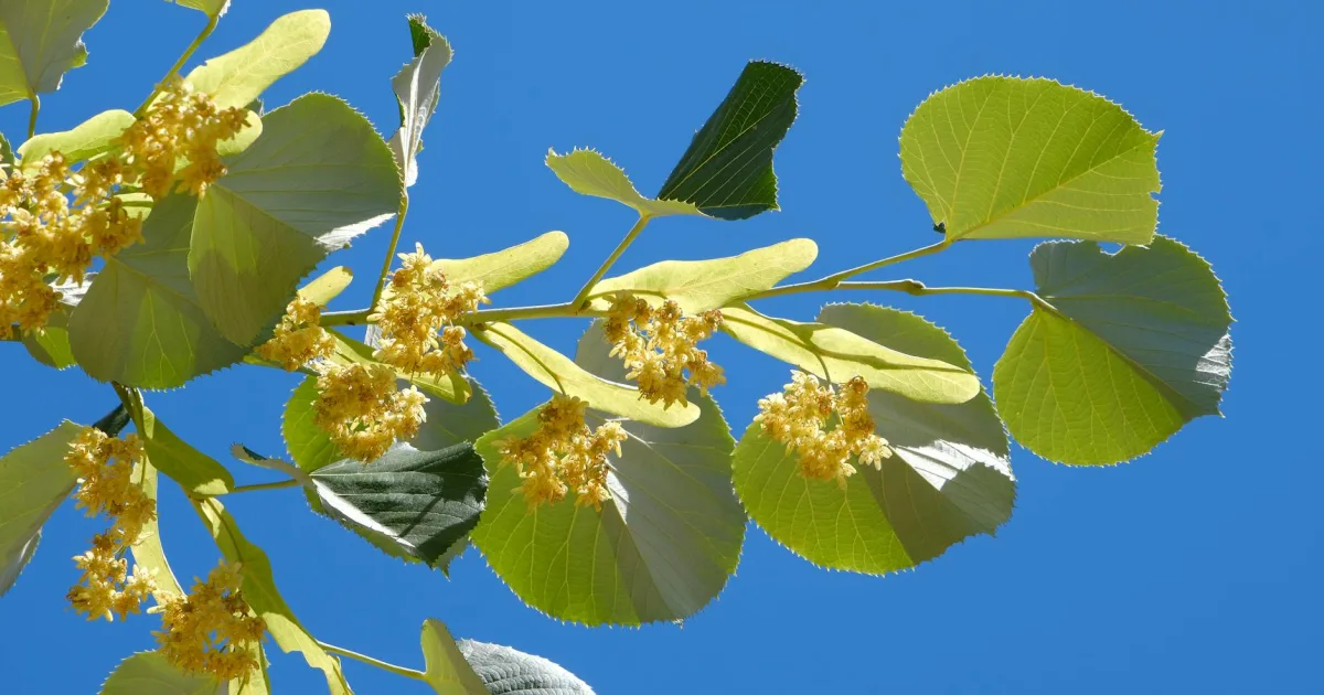 Downtown Linden, CA, CA