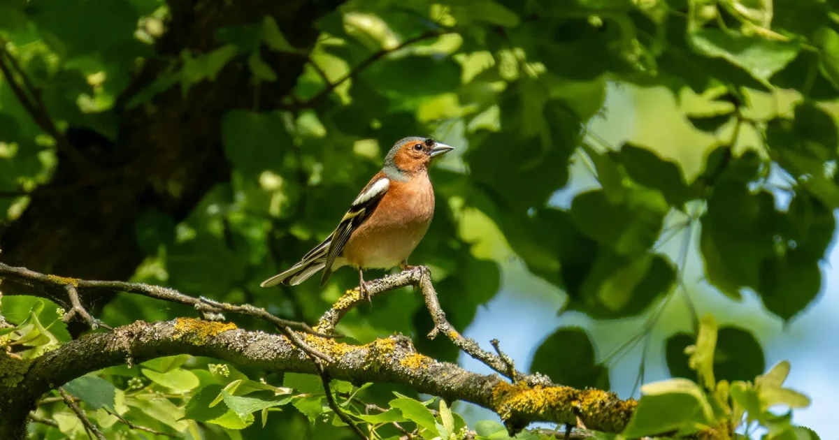 Downtown Lindon, UT, UT