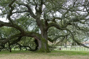 Downtown Live Oak, CA, CA