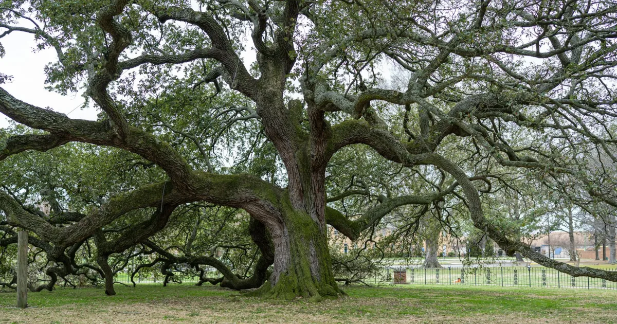 Downtown Live Oak, TX, TX
