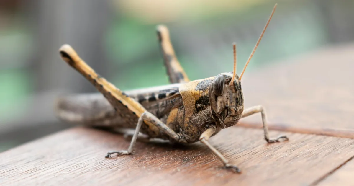 Downtown Locust Fork, AL, AL