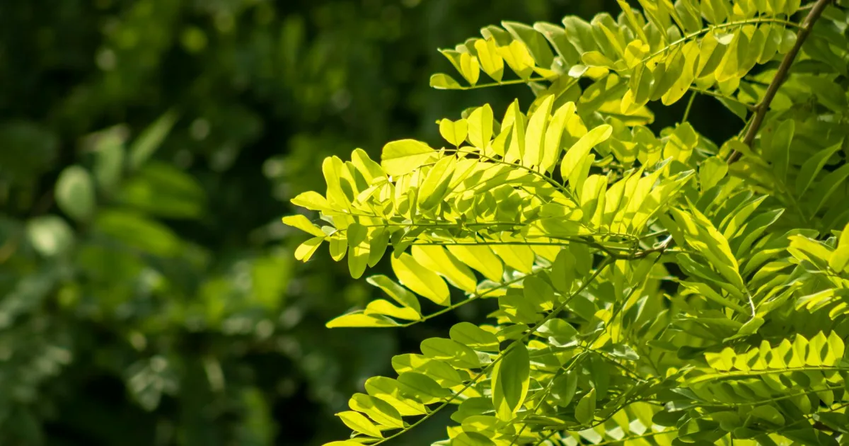 Downtown Locust Grove, OK, OK