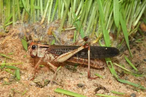 Swarming grasshoppers