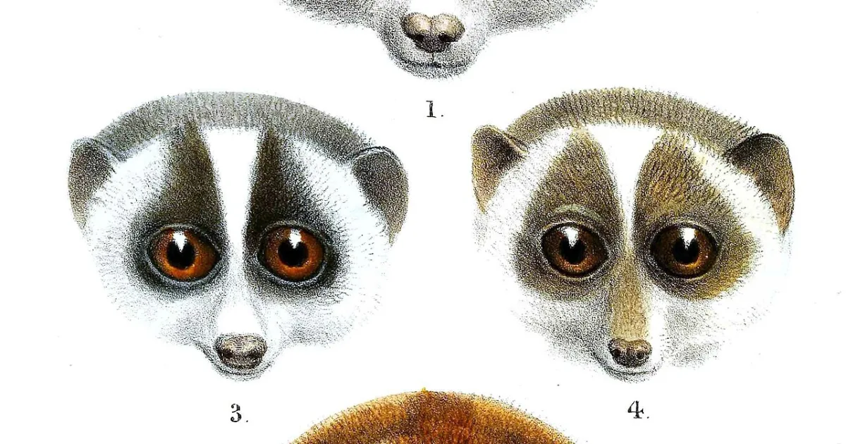 subfamily of mammals