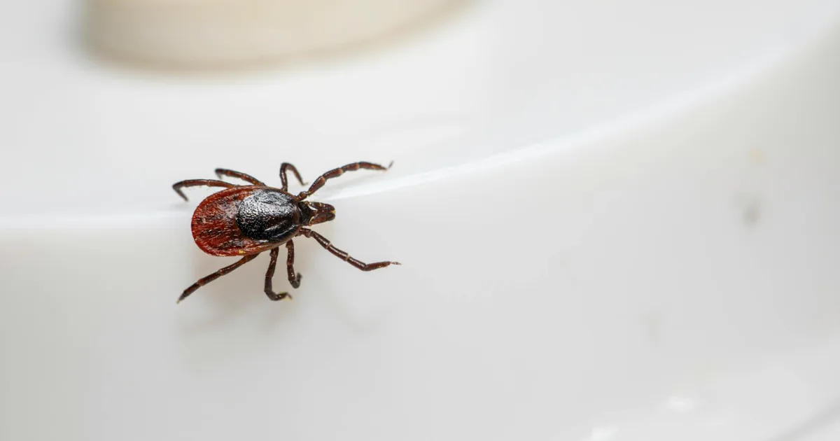 Downtown Lyme, NH, NH