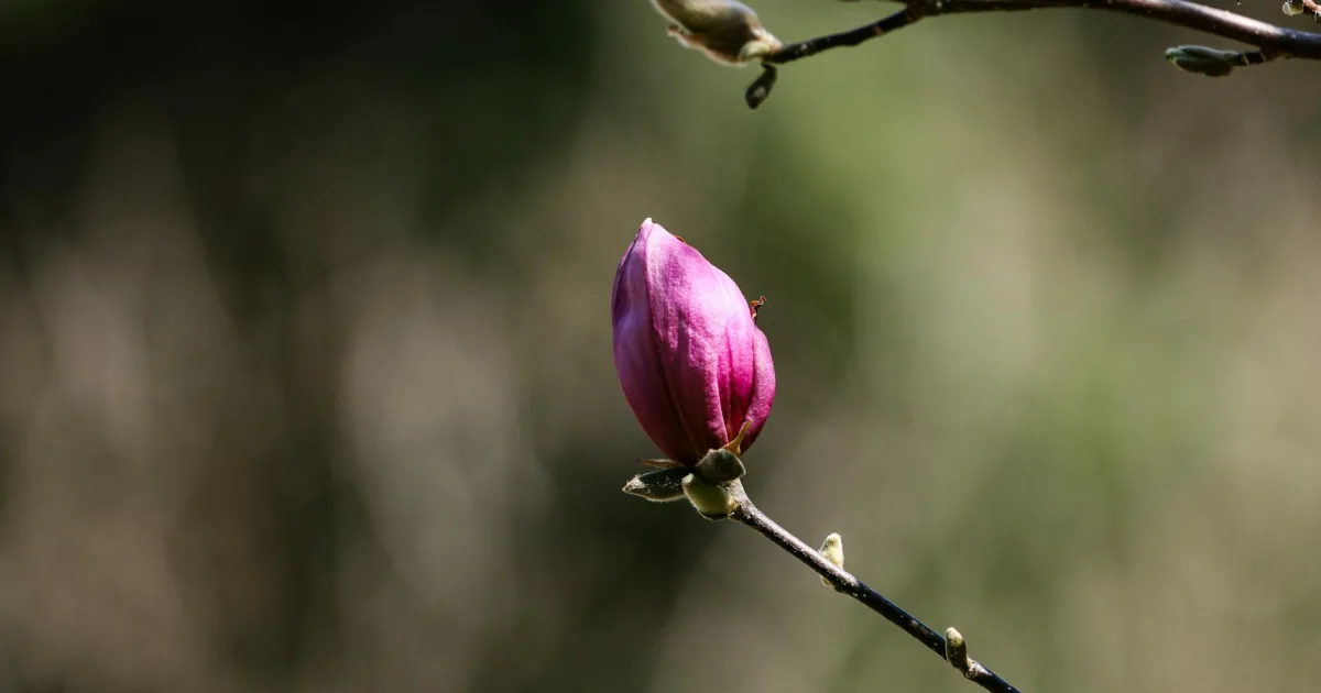 Downtown Magnolia, NJ, NJ