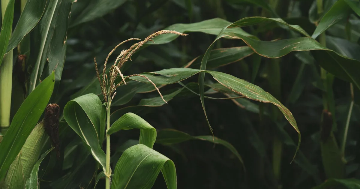 Downtown Maize, KS, KS