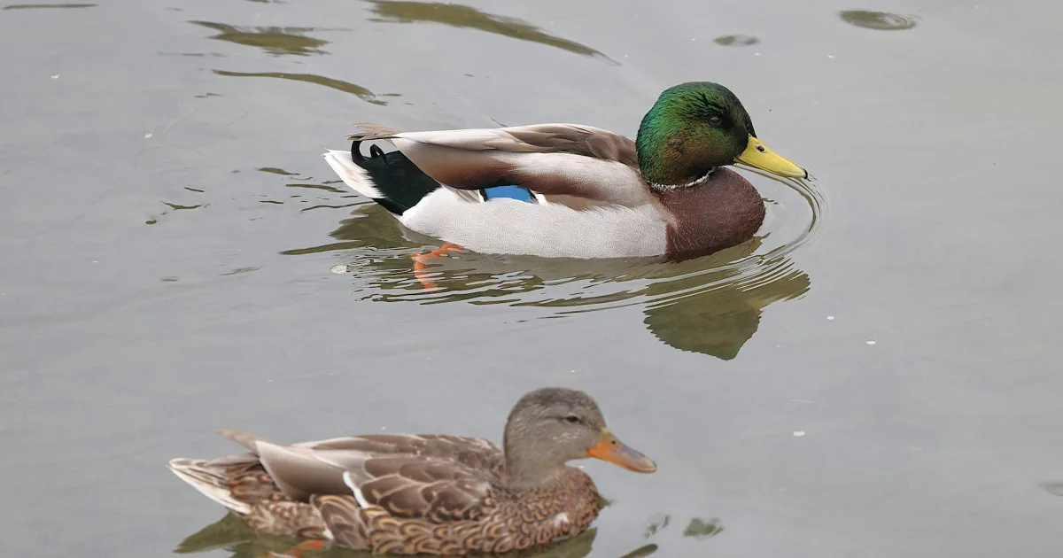 Downtown Mallard, IA, IA