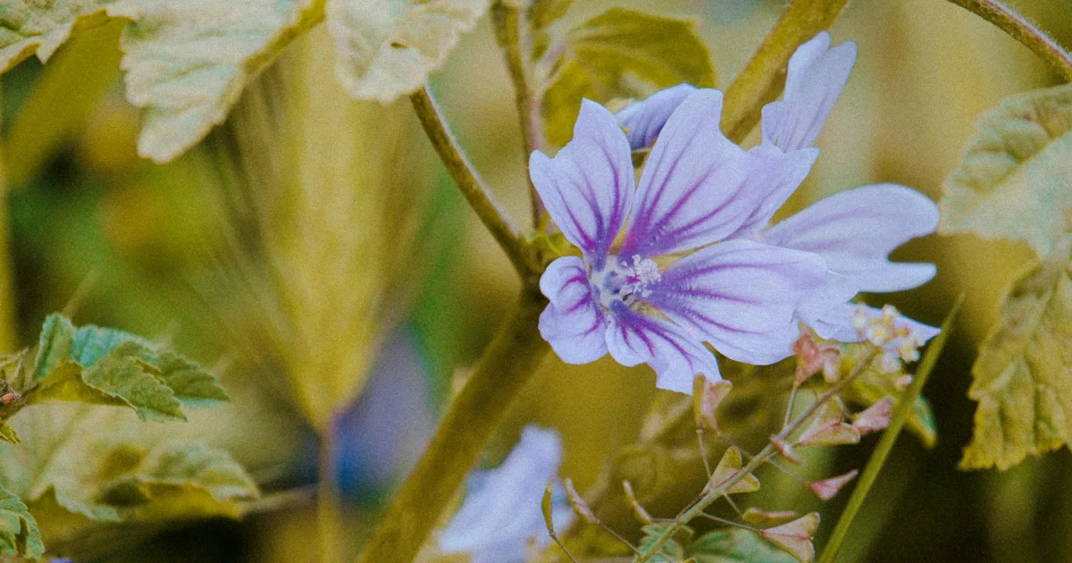 Downtown Malvern, IA, IA