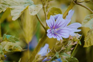 Downtown Malvern, IA, IA