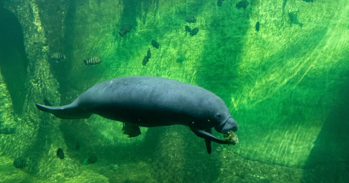 Downtown Manatee Road, FL, FL