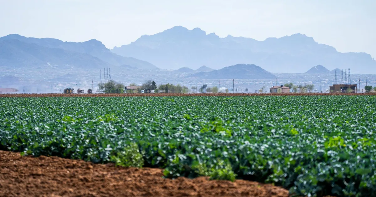 Downtown Many Farms, AZ, AZ