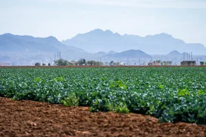 Downtown Many Farms, AZ, AZ