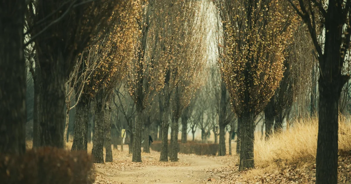 Downtown Maple Park, IL, IL