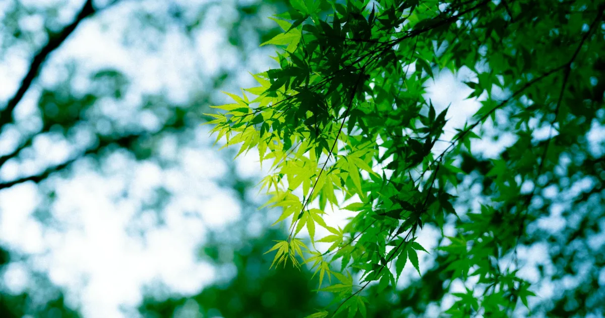 Downtown Maple Shade, NJ, NJ