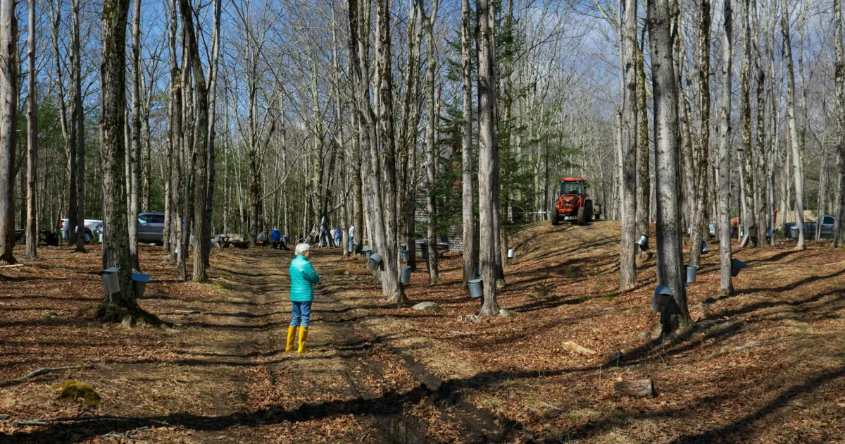 Downtown Maple Valley, MI, MI