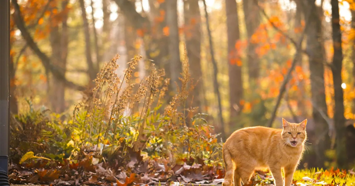 Downtown Mapleshade, OH, OH