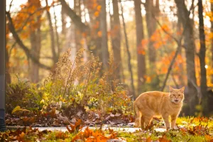 Downtown Mapleshade, OH, OH