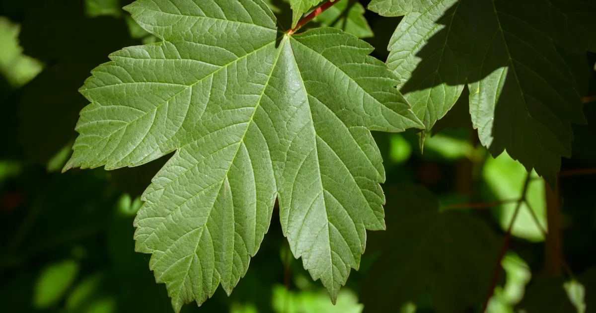 Downtown Mapleside, IA, IA