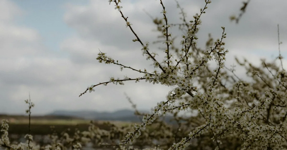 Downtown Maumelle, AR, AR