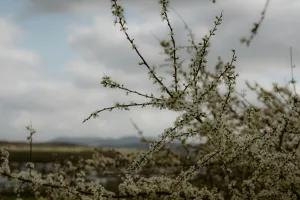 Downtown Maumelle, AR, AR