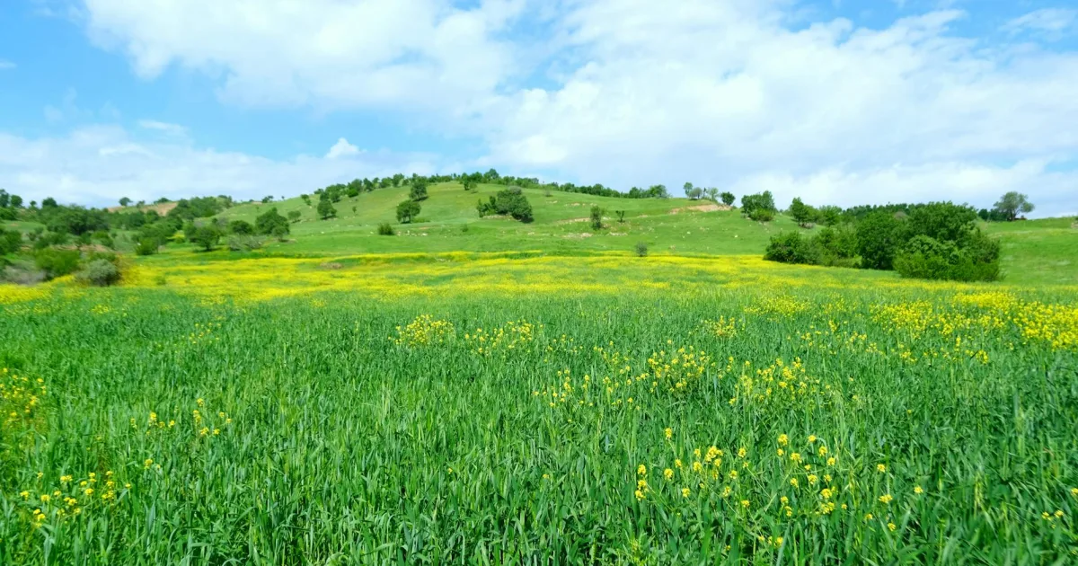 Downtown Meadows, AR, AR