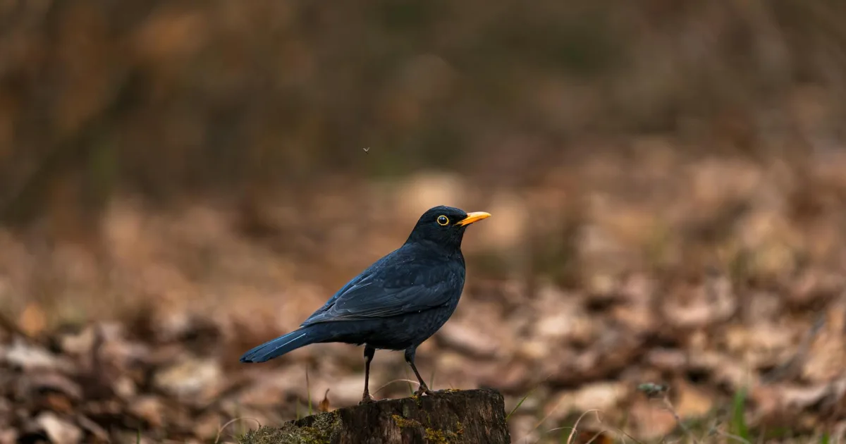 Downtown Merlin, OR, OR