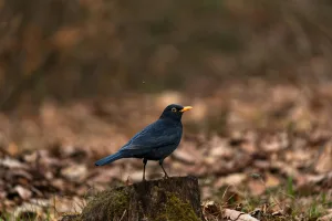 Downtown Merlin, OR, OR