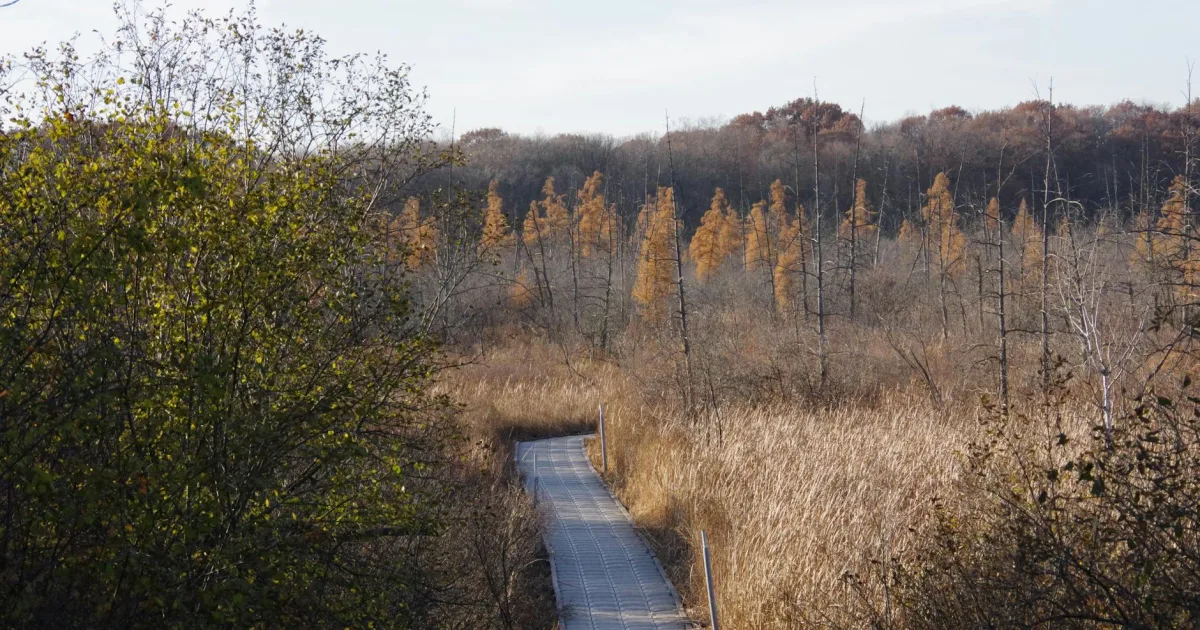Downtown Merriam Woods, MO, MO