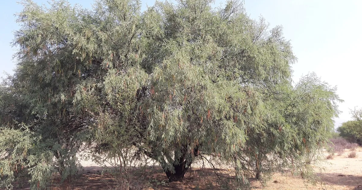 several species of legumes