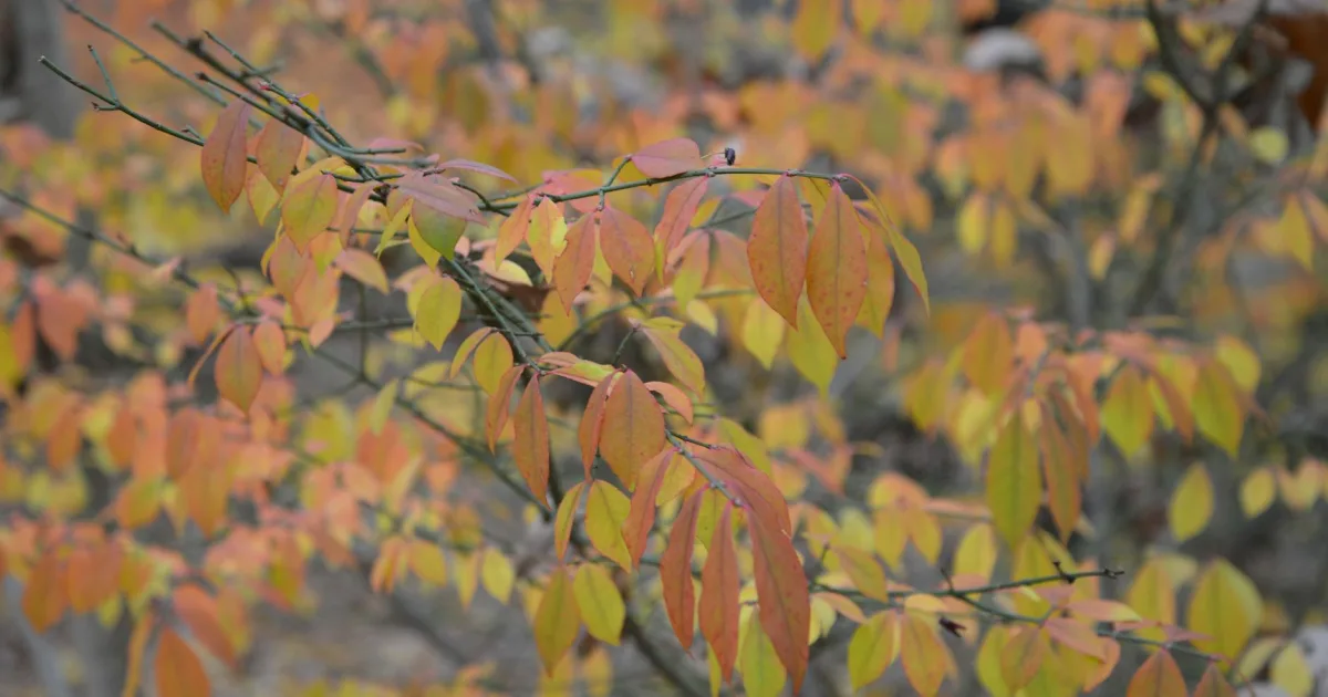 Downtown Middlebush, NJ, NJ
