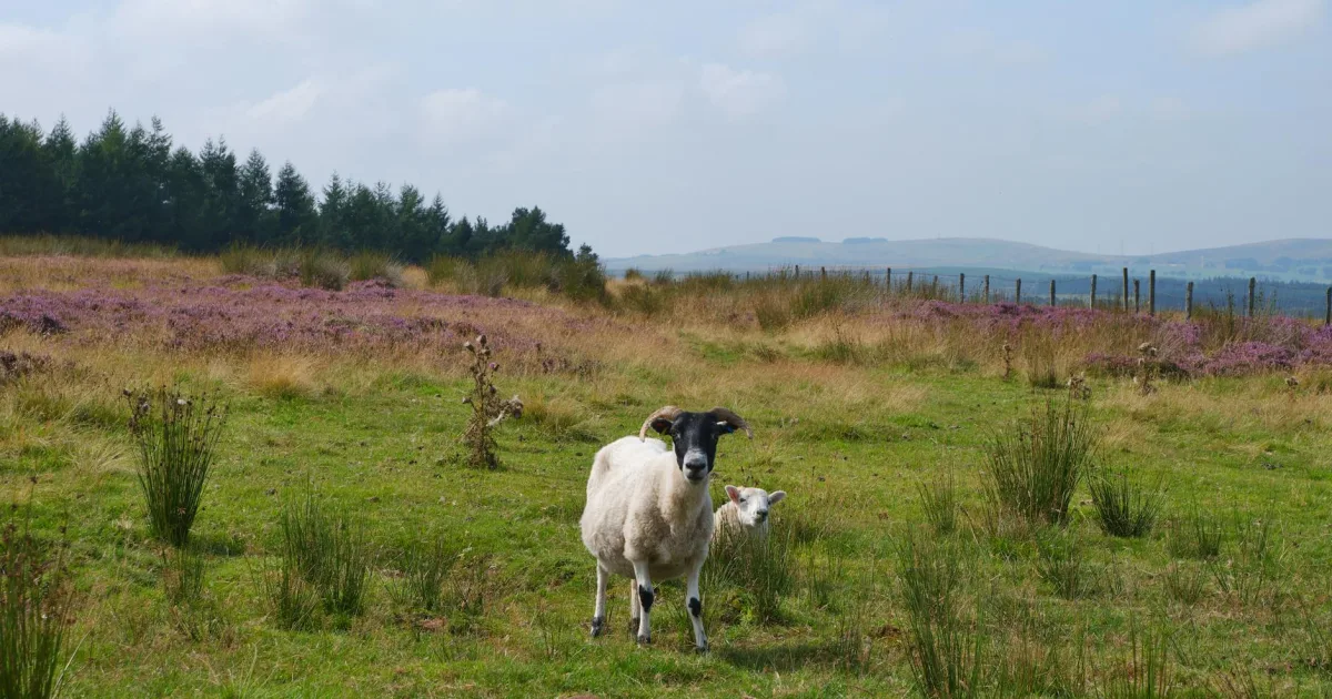 Downtown Moorhead, MS, MS