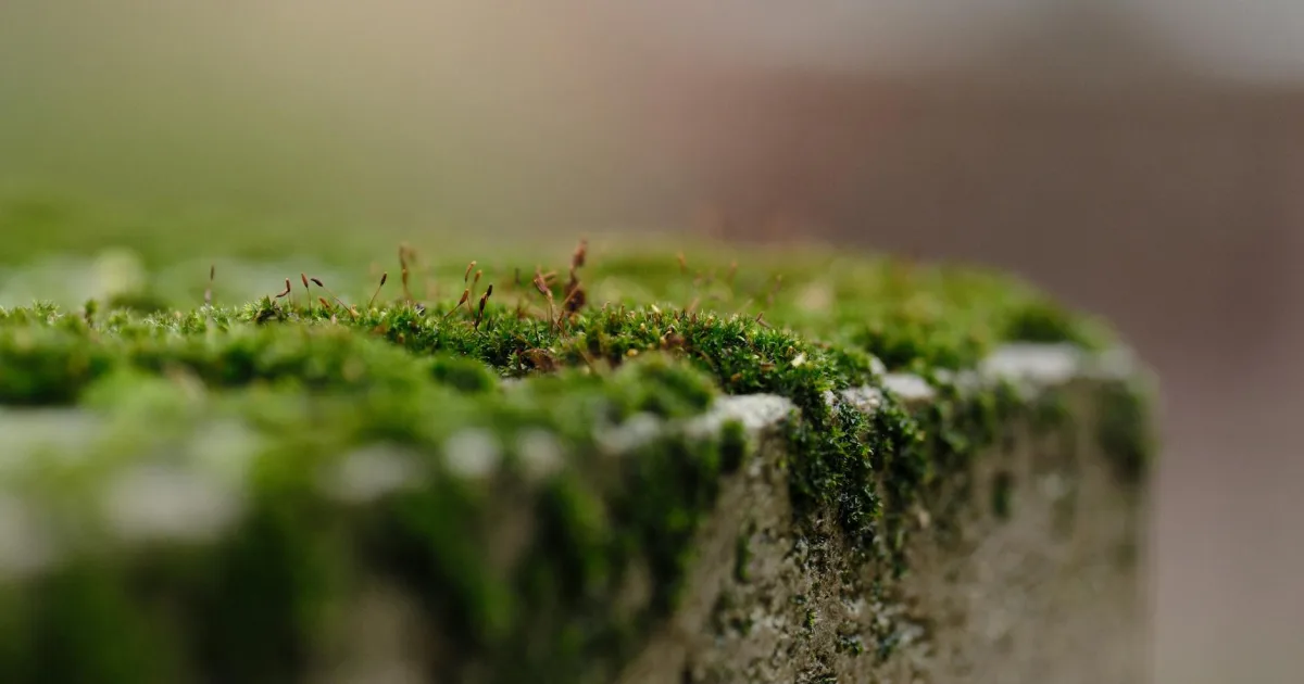 Downtown Moss Point, MS, MS