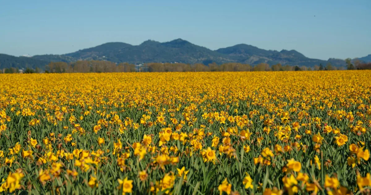Downtown Mount Vernon, OR, OR
